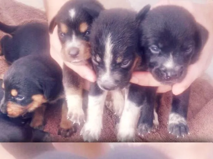 Cachorro ra a Vira-lata  idade Abaixo de 2 meses nome Cachorro