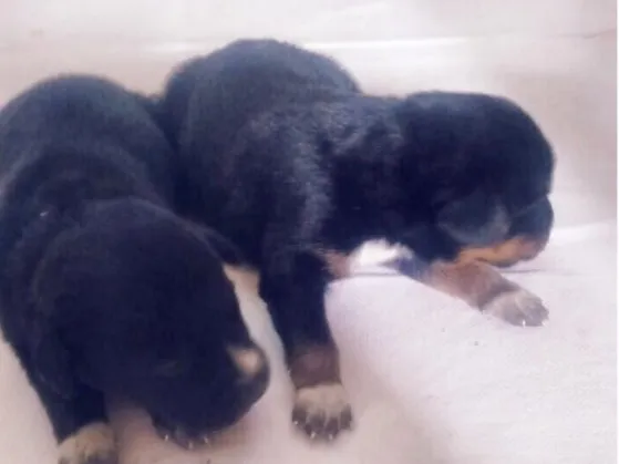 Cachorro ra a Vira-lata  idade Abaixo de 2 meses nome Cachorro