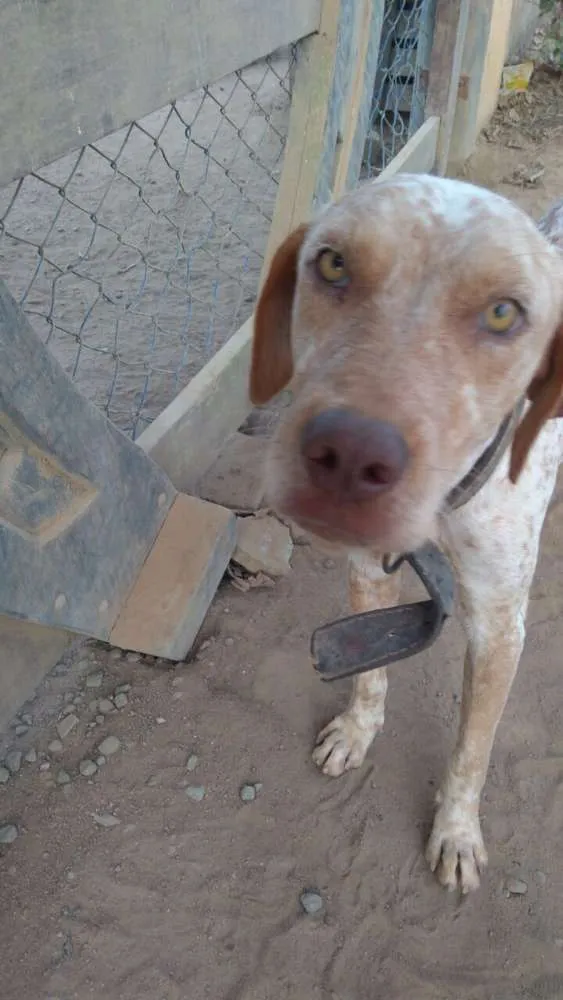 Cachorro raça Sem raça definida idade 2 anos nome Sem nome