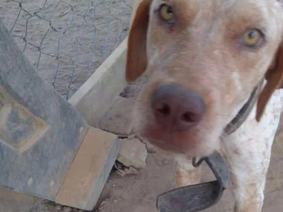 Cachorro raça Sem raça definida idade 2 anos nome Sem nome