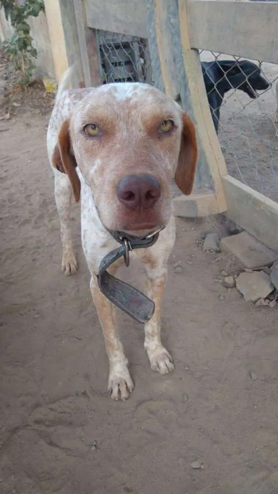 Cachorro raça Sem raça definida idade 2 anos nome Sem nome