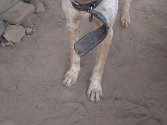Cachorro raça Sem raça definida idade 2 anos nome Sem nome