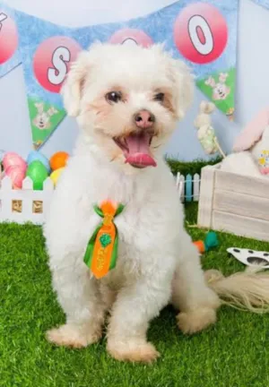 Cachorro raça Lhasa Apso idade 1 ano nome Cookie