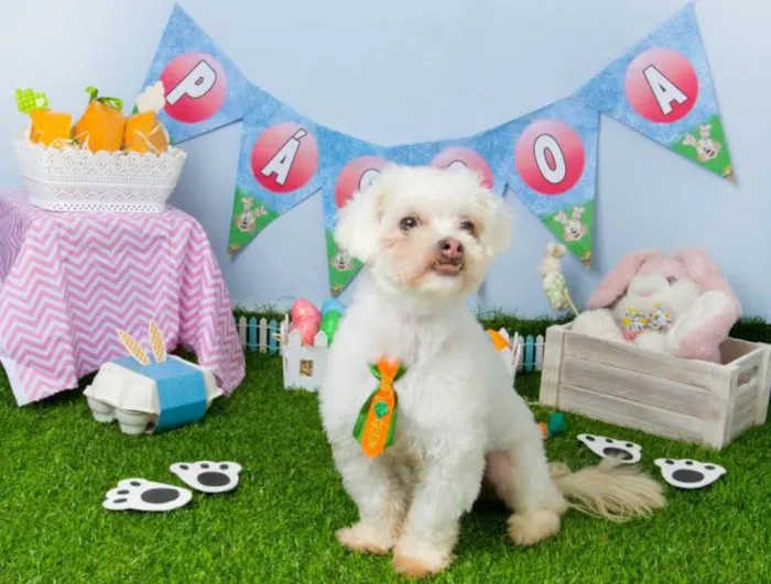 Cachorro ra a Lhasa Apso idade 1 ano nome Cookie