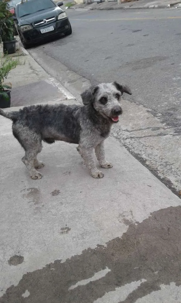 Cachorro ra a poodle  idade 2 anos nome sem nome 