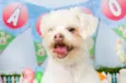 Cookie