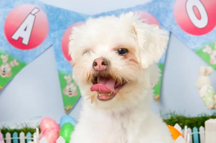 Cachorro ra a Lhasa Apso idade 1 ano nome Cookie