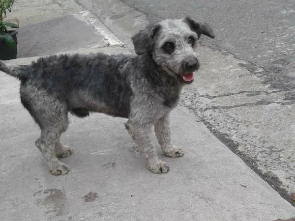 Cachorro ra a poodle  idade 2 anos nome sem nome 