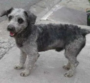 Cachorro raça poodle  idade 2 anos nome sem nome 