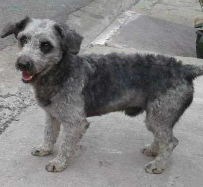 Cachorro ra a poodle  idade 2 anos nome sem nome 