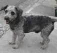 Cachorro raça poodle  idade 2 anos nome sem nome 