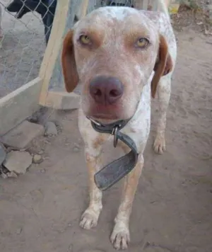 Cachorro raça Sem raça definida idade 2 anos nome Sem nome