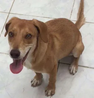 Cachorro raça Vira-lata idade 7 a 11 meses nome Lessie 
