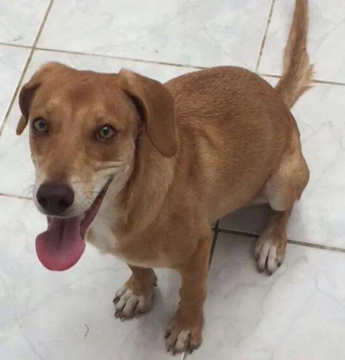 Cachorro ra a Vira-lata idade 7 a 11 meses nome Lessie 