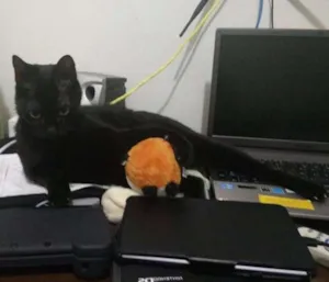 Gato raça SRD idade 3 anos nome Zico