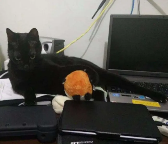 Gato ra a SRD idade 3 anos nome Zico