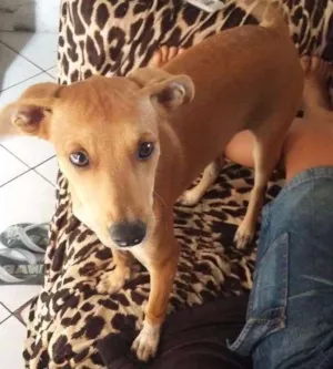 Cachorro raça Viralata idade 2 a 6 meses nome Laila