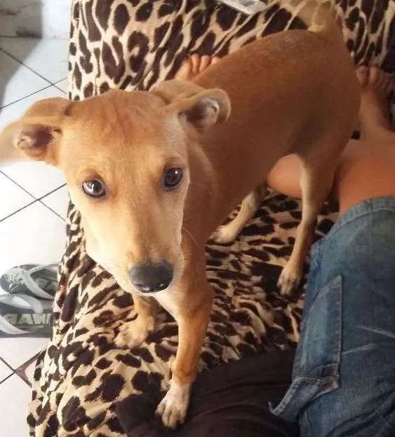 Cachorro ra a Viralata idade 2 a 6 meses nome Laila