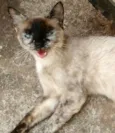 A inquilina
