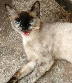 Gato raça Nao sei idade 7 a 11 meses nome A inquilina