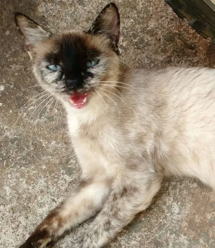 Gato ra a Nao sei idade 7 a 11 meses nome A inquilina