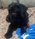 BORIS