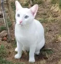 Gato raça SRD idade 7 a 11 meses nome Cobertura GRATIFICA