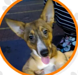 Cachorro raça Vira-Lata idade 2 anos nome "Angélica"