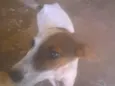 scooby