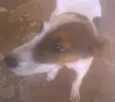 scooby