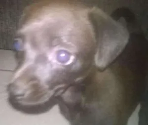 Cachorro raça SRD idade 2 a 6 meses nome pretinho