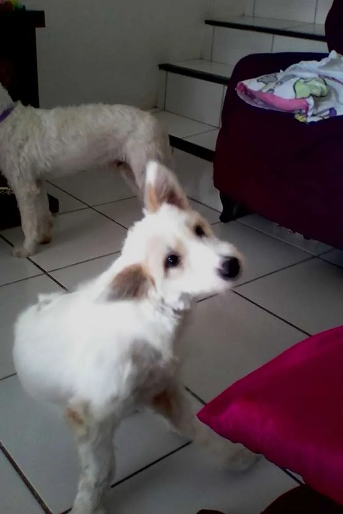 Cachorro ra a Não sei idade 7 a 11 meses nome Hana