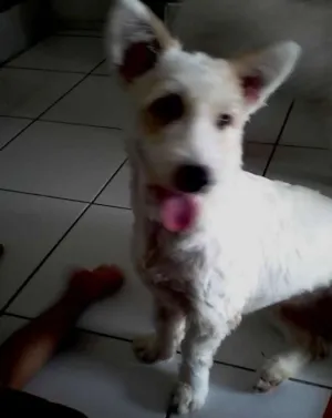 Cachorro raça Não sei idade 7 a 11 meses nome Hana