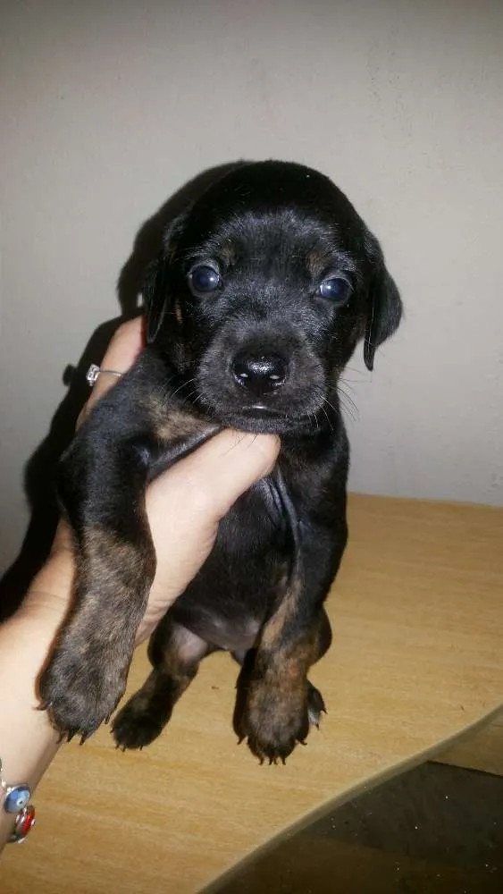 Cachorro raça Srd idade Abaixo de 2 meses nome A escolher!
