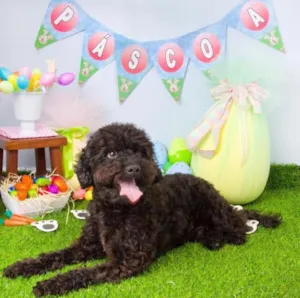 Cachorro raça Poodle idade 2 anos nome Aladin