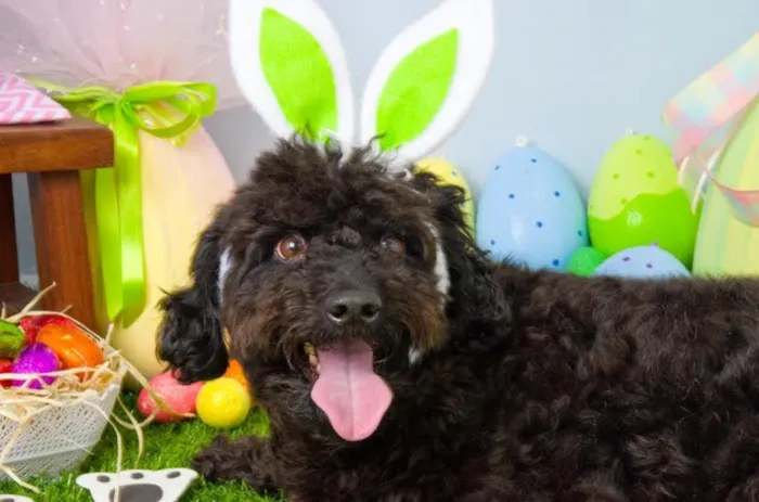 Cachorro ra a Poodle idade 2 anos nome Aladin