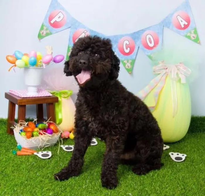Cachorro ra a Poodle idade 2 anos nome Aladin