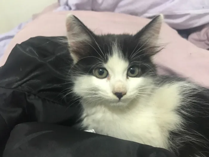 Gato raça SRD idade 2 a 6 meses nome Sem Nome 
