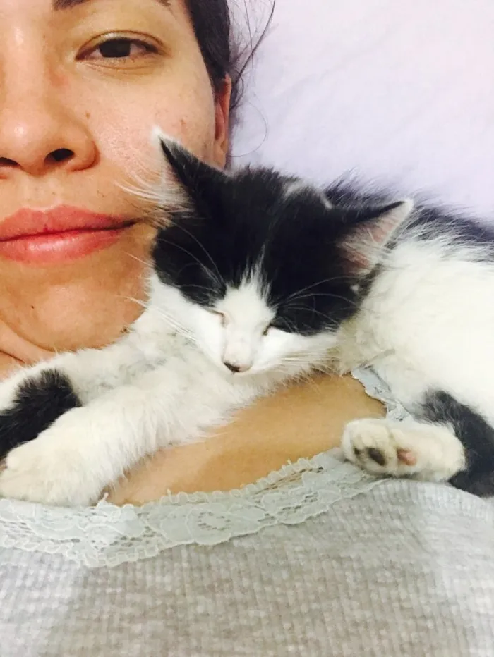 Gato raça SRD idade 2 a 6 meses nome Sem Nome 