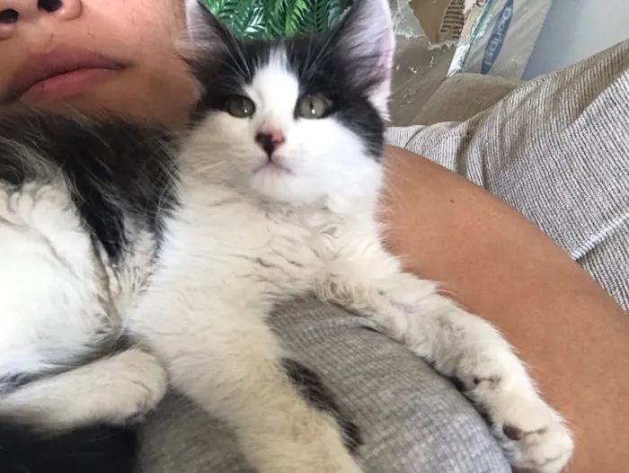 Gato raça SRD idade 2 a 6 meses nome Sem Nome 