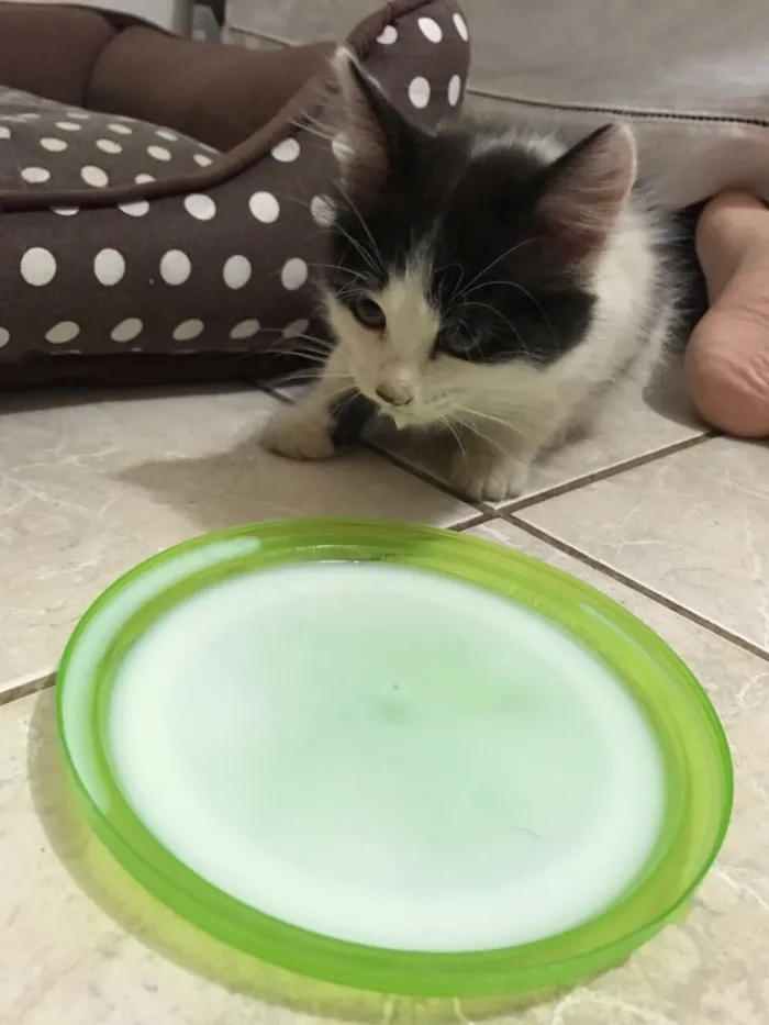 Gato raça SRD idade 2 a 6 meses nome Sem Nome 