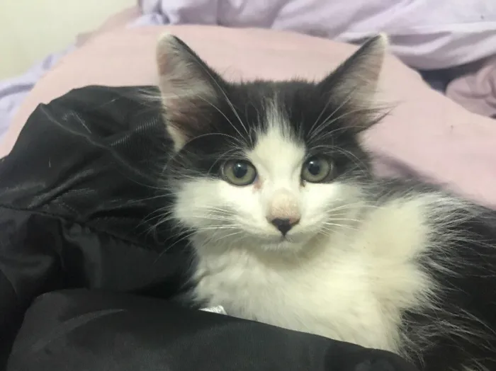 Gato raça SRD idade 2 a 6 meses nome Sem Nome 