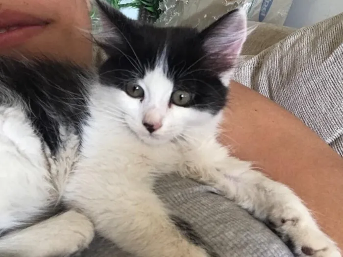 Gato raça SRD idade 2 a 6 meses nome Sem Nome 