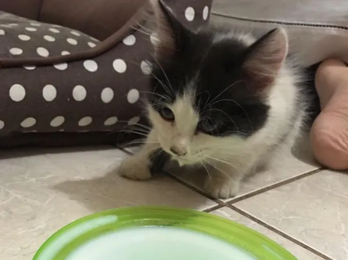 Gato raça SRD idade 2 a 6 meses nome Sem Nome 