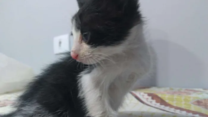 Gato ra a Vira lata  idade Abaixo de 2 meses nome Ainda não tem nome 