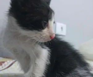 Gato raça Vira lata  idade Abaixo de 2 meses nome Ainda não tem nome 