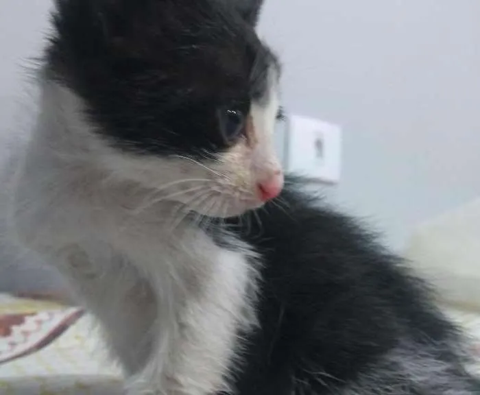 Gato ra a Vira lata  idade Abaixo de 2 meses nome Ainda não tem nome 