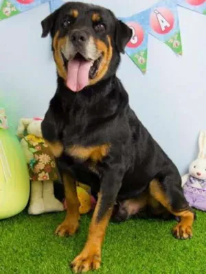 Cachorro raça Rottweiler idade 6 ou mais anos nome Noel
