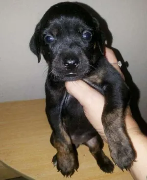 Cachorro raça Srd idade Abaixo de 2 meses nome A escolher!