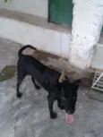 NEGÃO